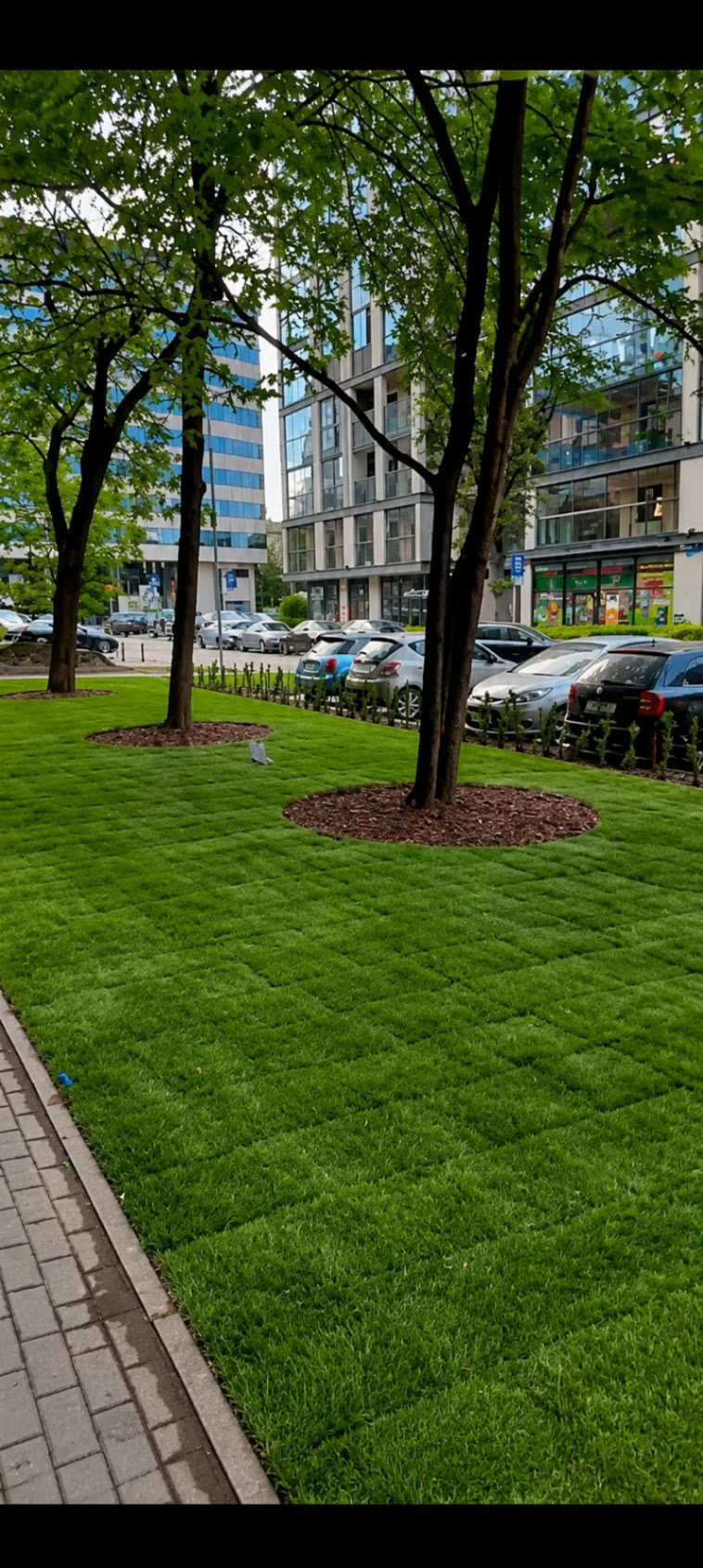Trawnik z rolki — realizacja Top Garden — Po realizacji